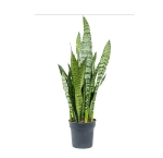 Сансевиерия