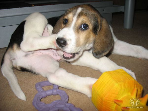 Русская пегая гончая Русская пегая гончая