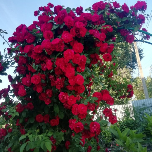 Роза Фламментанц Закупка М16 июнь 2026