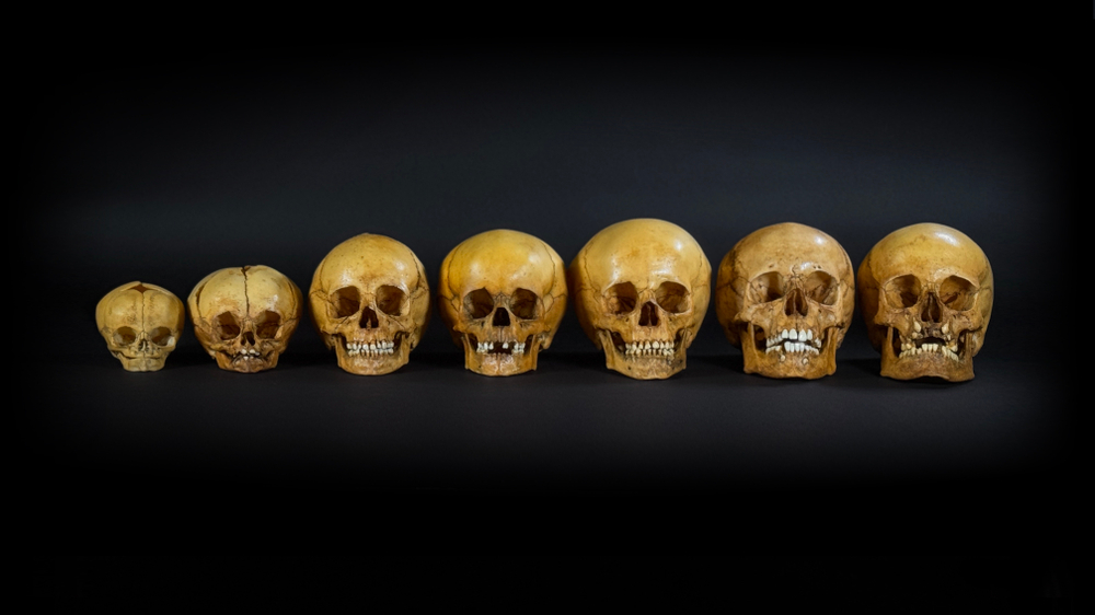 Набор «Череп человека» (анатомические модели)