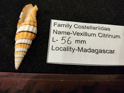 Вексиллюм Цитринум