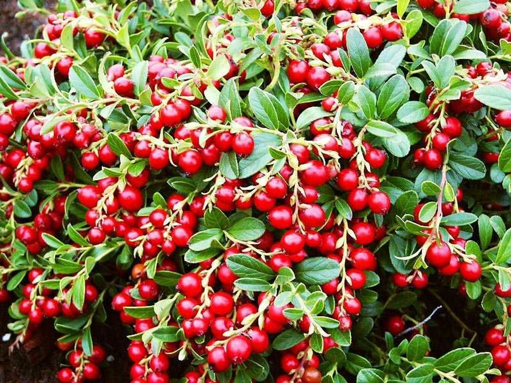 Ред Пёрл Vaccinium vitis-idaea Red Pearl