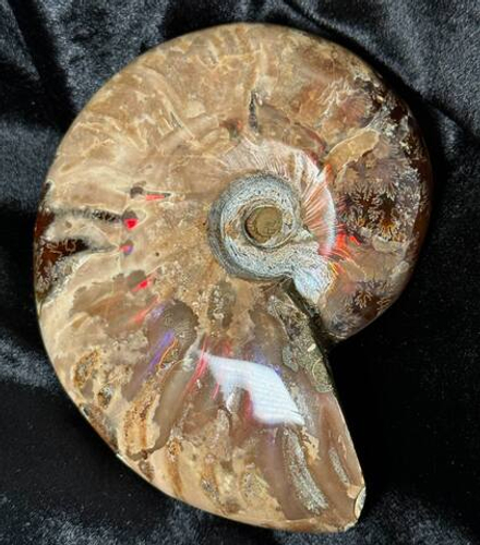 Аммонит (Цельный)