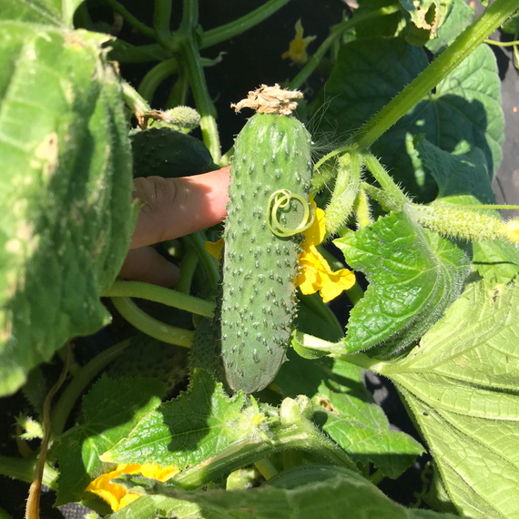 РОМАРА F1 семена огурца (Rijk Zwaan | Alexagro) – фото 7