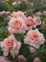 Роза флорибунда Ботичелли