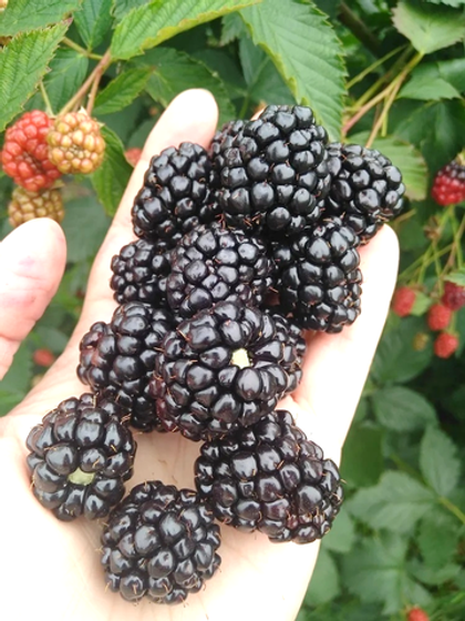 Ежевика Вон