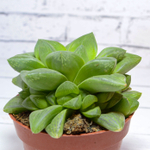 Haworthia Cymbiformis hybride (Хавортия)