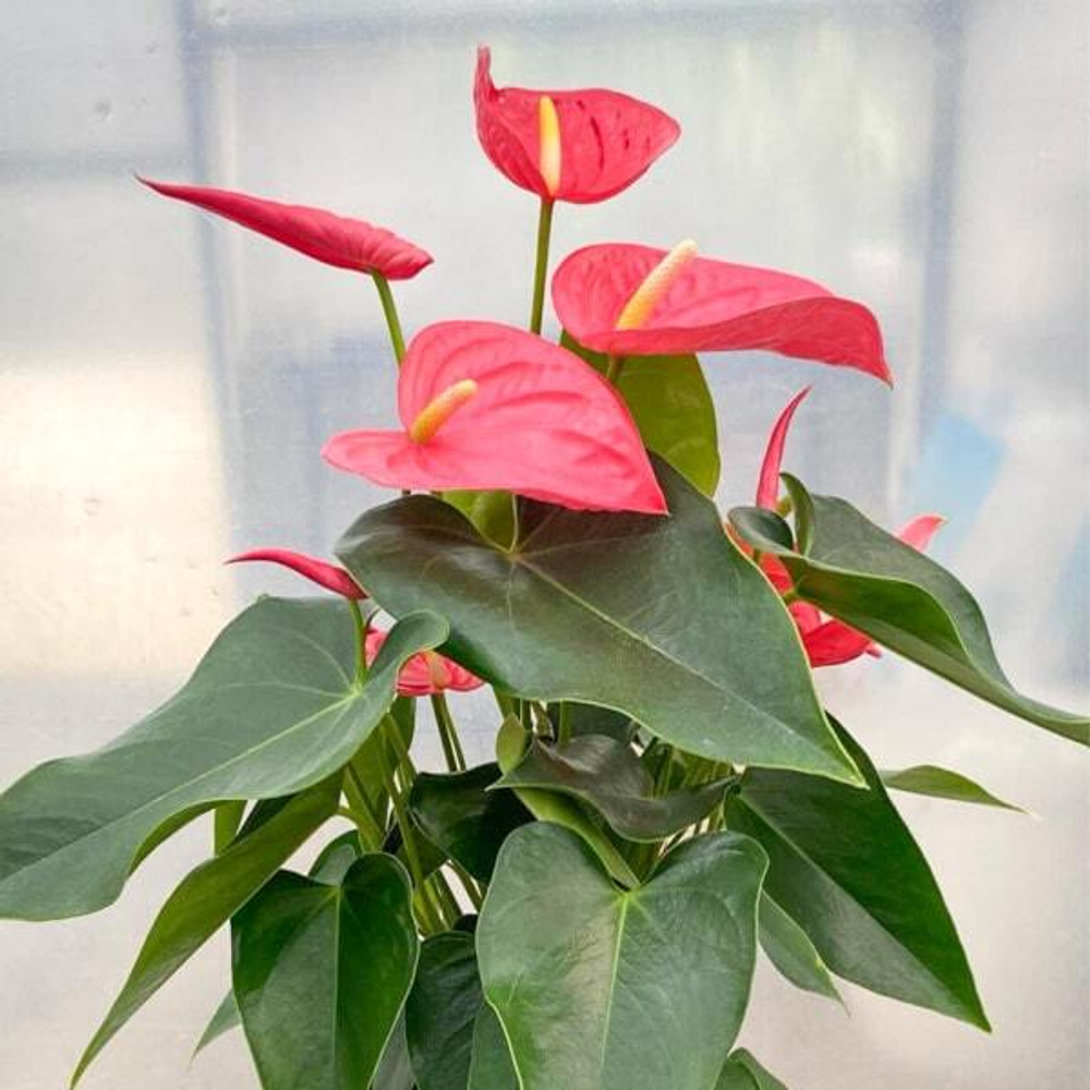 Антуриум Андрэ CALIFORNIA