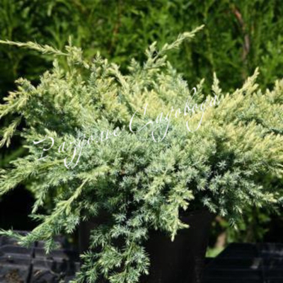 Можжевельник чешуйчатый Холгер