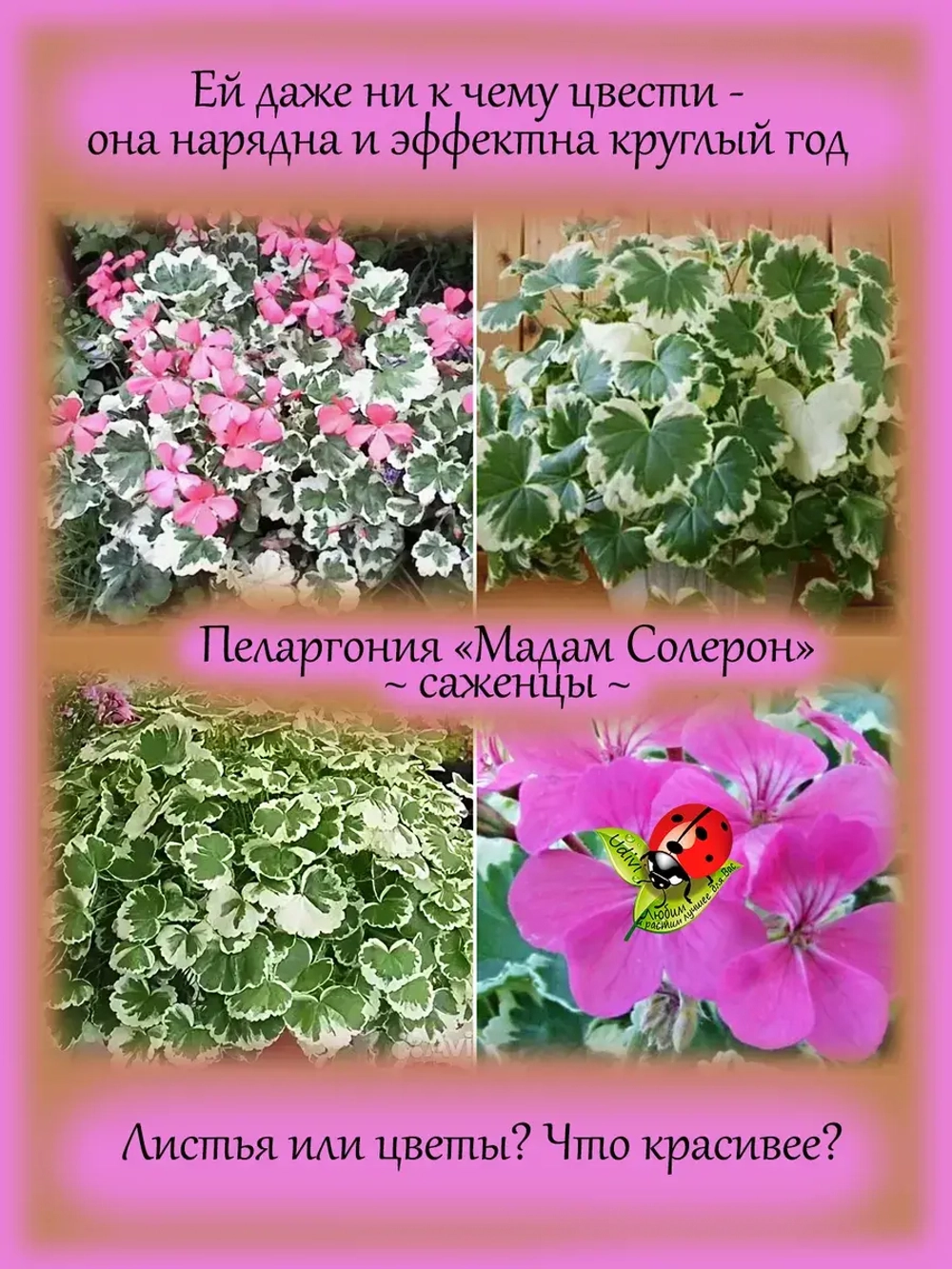 Пеларгония Мадам Солерон вариегатная