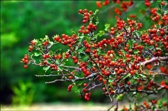 Плоды боярышника кроваво-красного