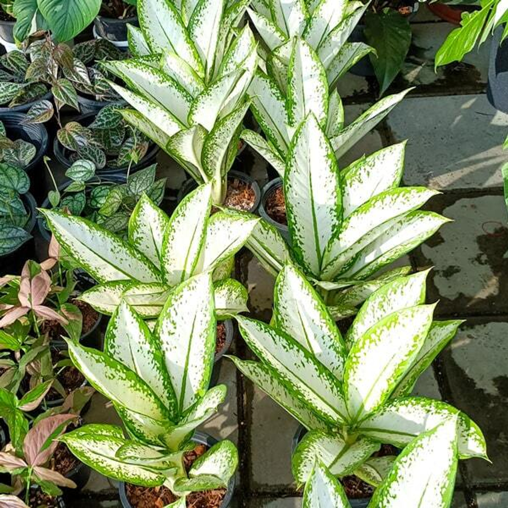 Диффенбахия NOK YUNG KHAO/DELILAH