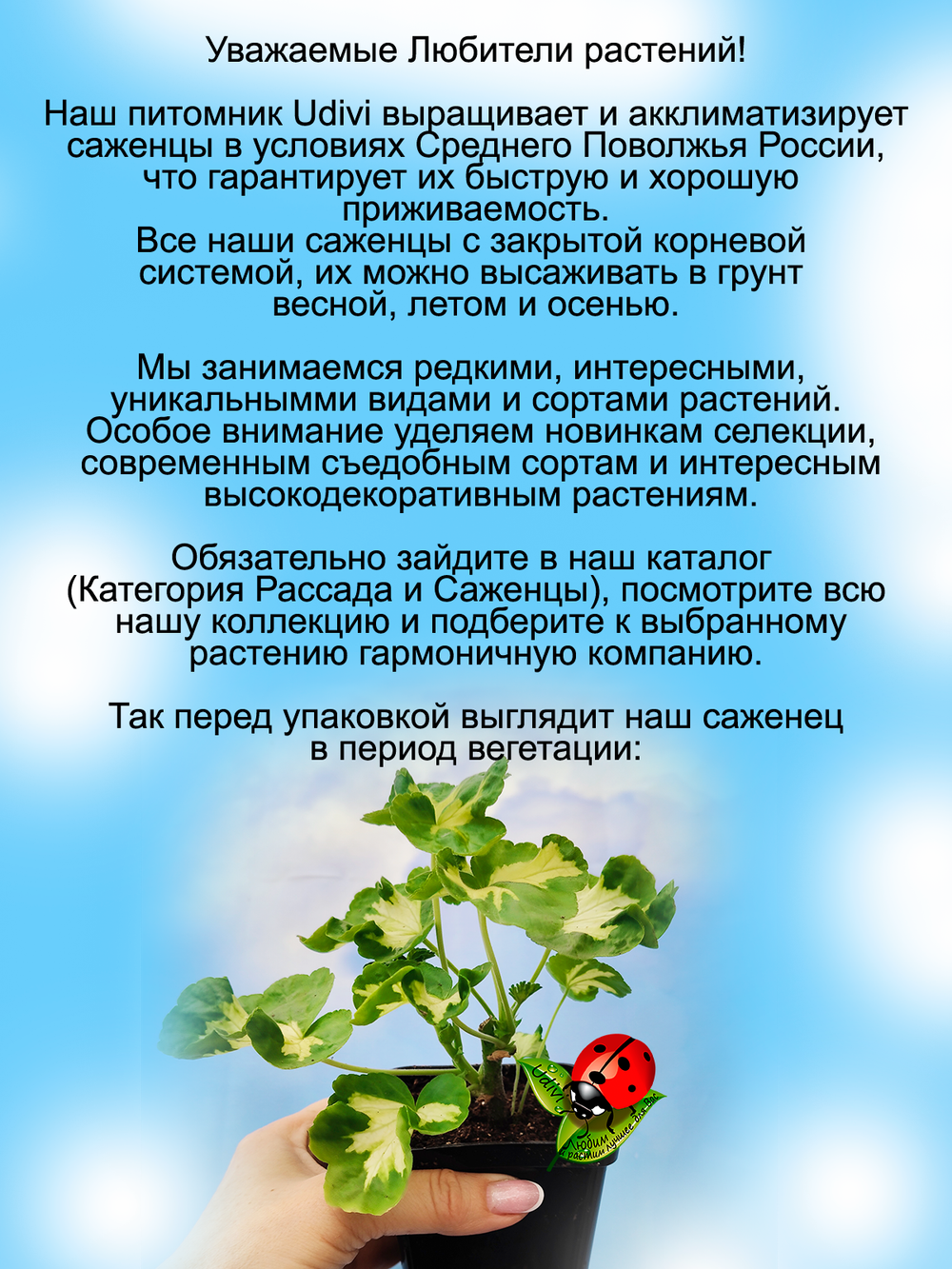 Пеларгония Счастливая мысль Happy Thought герань