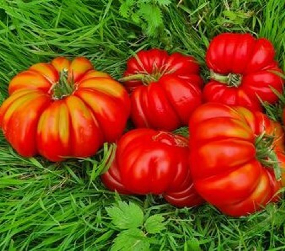Лотарингская Красавица Beauty Lottringa