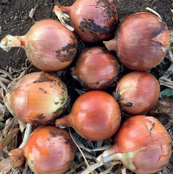 Ногал F1 семена лука репчатого (Enza Zaden / Энза Заден)