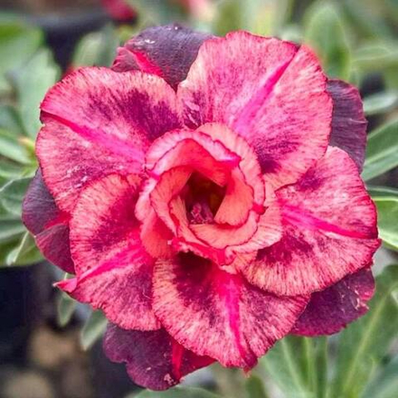 Адениум обесум COLOURFUL