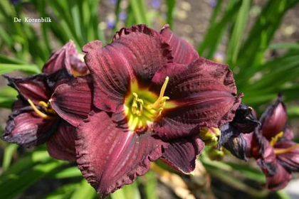 Лилейник гибридный Супер Пепл - 1шт