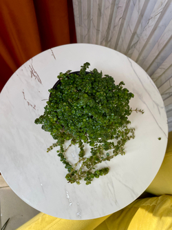 Пилея Депресса, D11см Н15см, 1шт, Россия