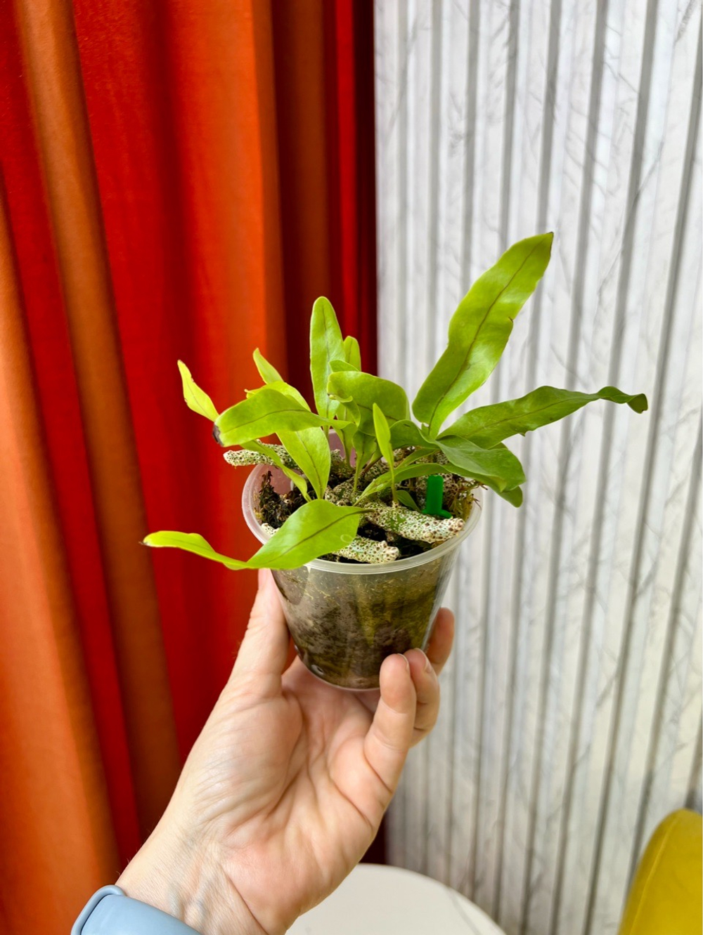 Леканоптерис Синуоза, D10см Н20см, 1шт, Папоротник, Urban Jungle (7583)