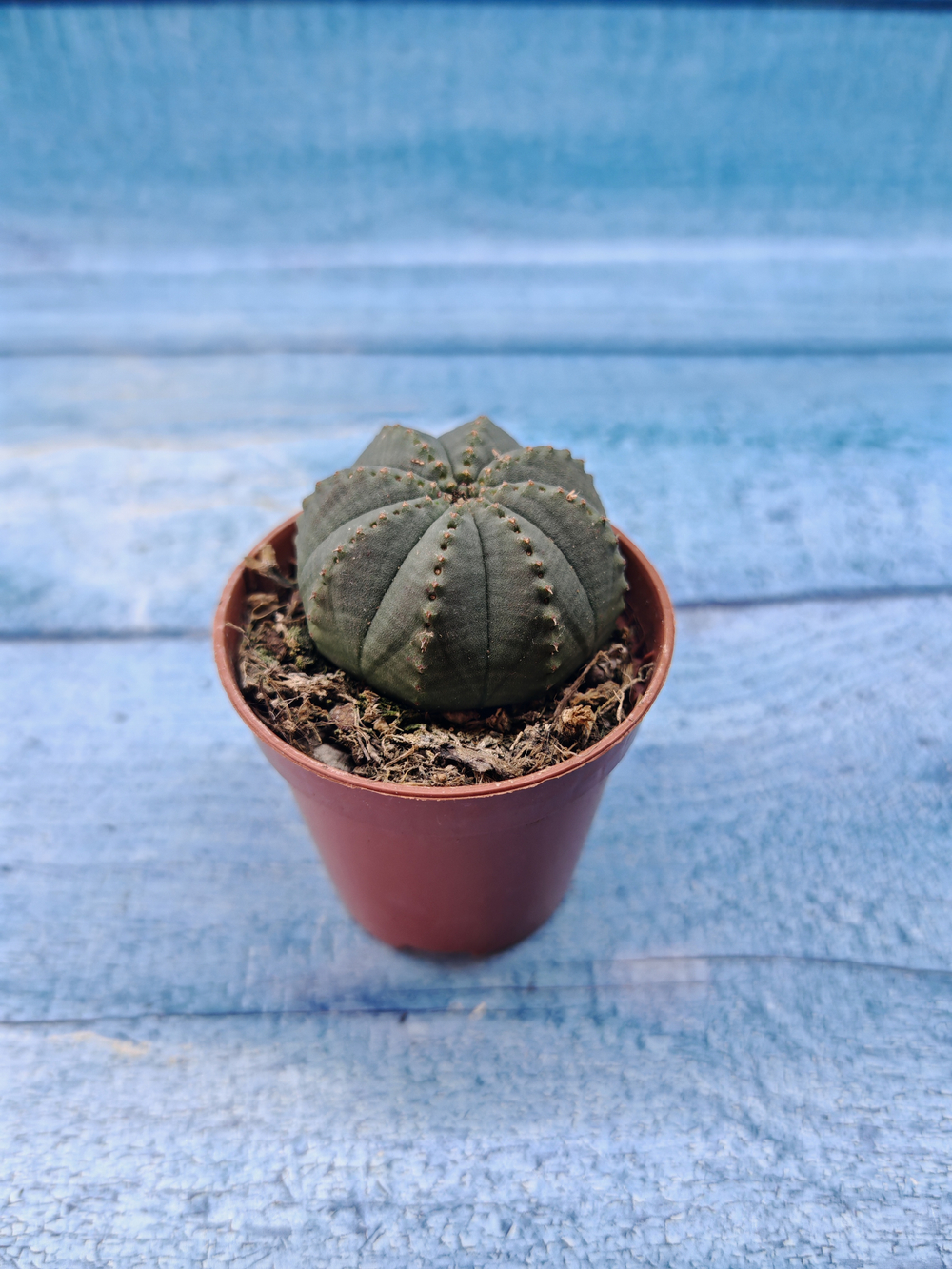 Euphoria Obesa (Эуфорбия)