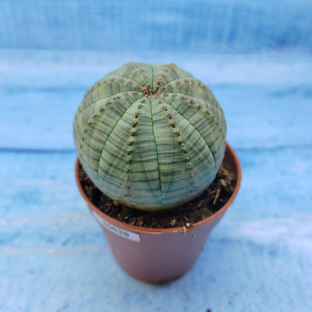 Euphorbia Obesa (Эуфорбия)