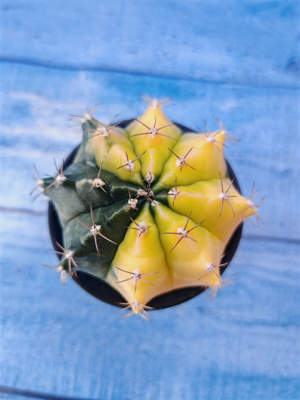 Gymnocalycium Variegata (Гимнокалициум Вариегатный)