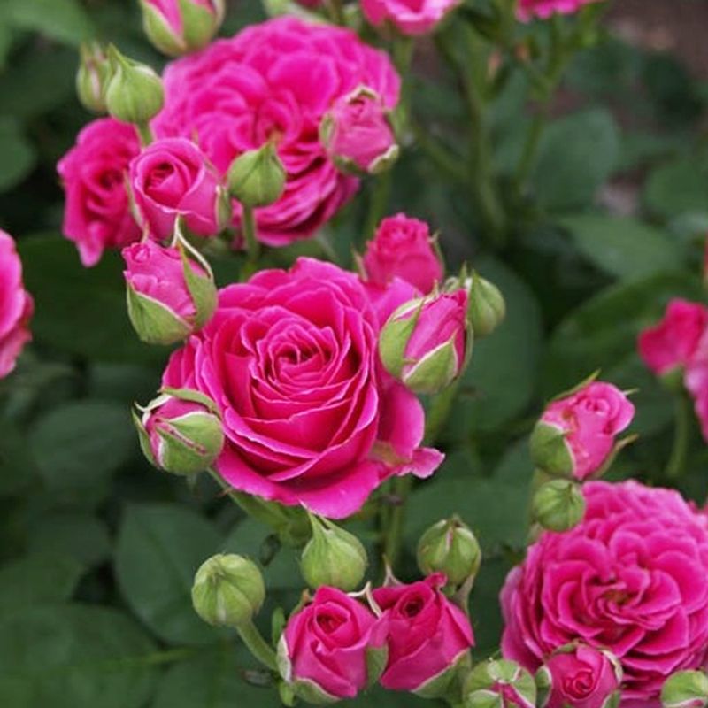 Розы спрей отличия. Розы спрей отличия. Розы спрей отличия. Розы спрей отличия. Розы спрей отличия.