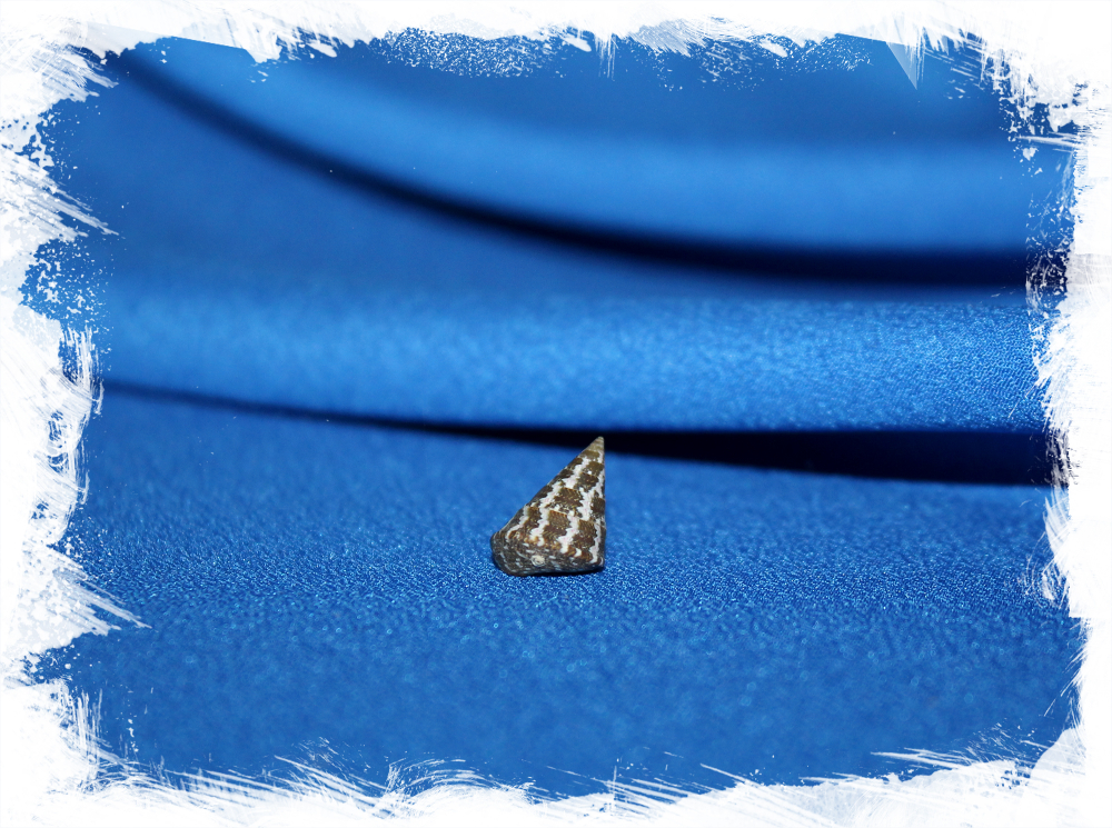 Ракушка Cantharidus polychroma