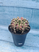 Gymnocalycium T-Rex Pink hybrid (Гимнокалициум T-rex)