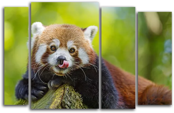 Модульная картина "Малая панда"