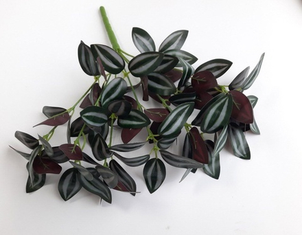 Традесканция "Зебра" бордо / Арт 6013