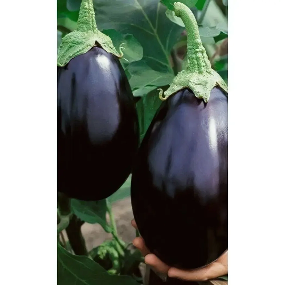 Семена Баклажан Черный Красавец (Марс) 0,25гр Б/П