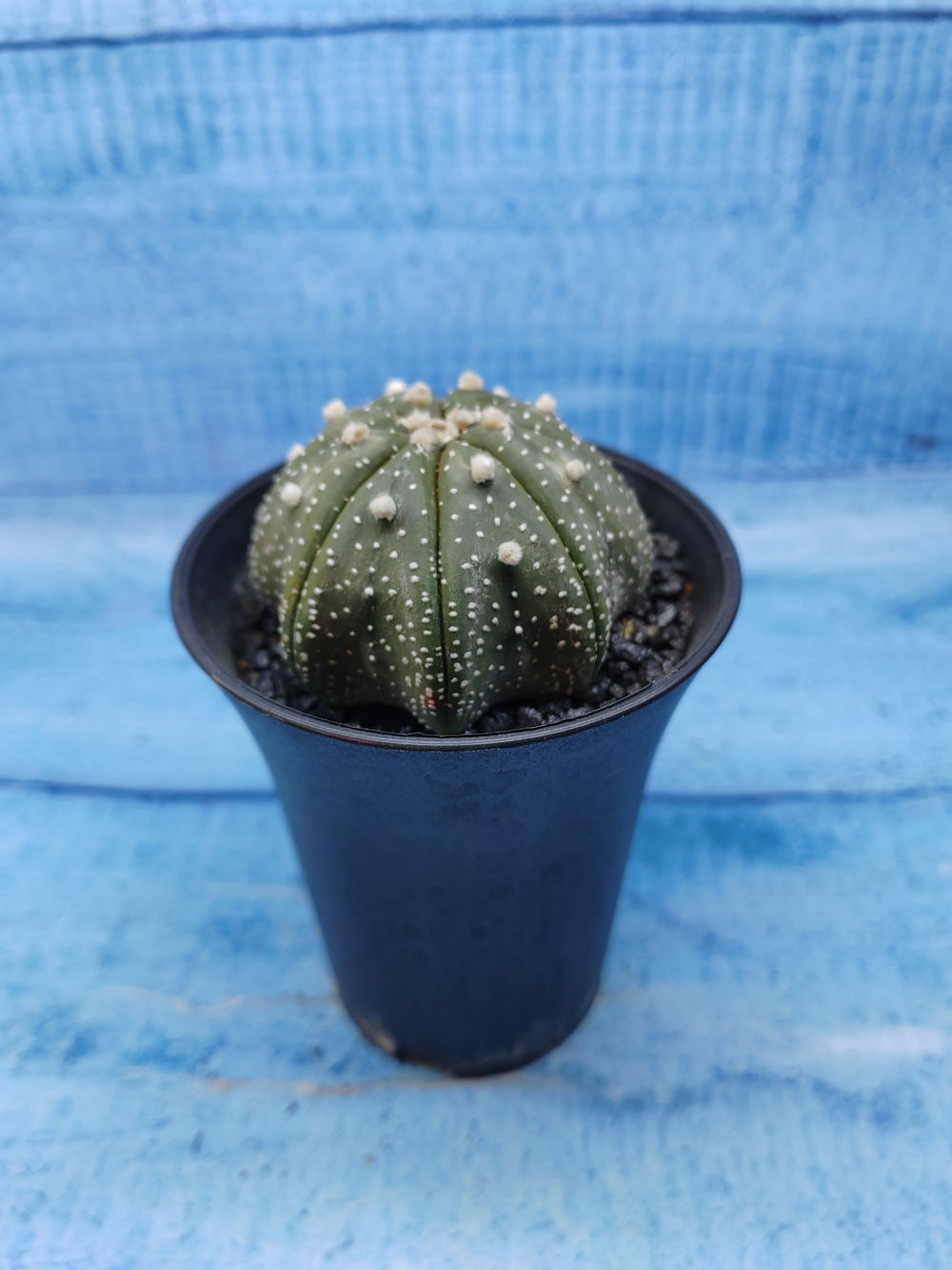 Astrophytum Asterias (Астрофитум)
