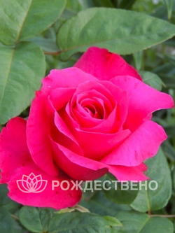 Роза чайно-гибридная ЛАНКОМ