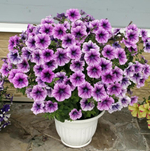 Петуния ампельная F1 Easy Wave Plum Vein