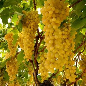 Ркацители (Rkatsiteli) - белый сорт винограда