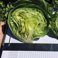 ТЕМПЛИН семена салата (Nunhems | Alexagro)