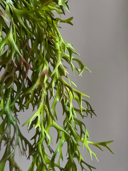 Искусственная зелень свисающая