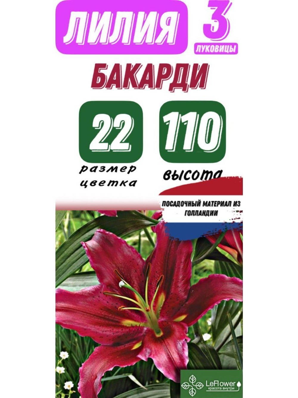 Лилия Луковица, Бакарди, 3 шт