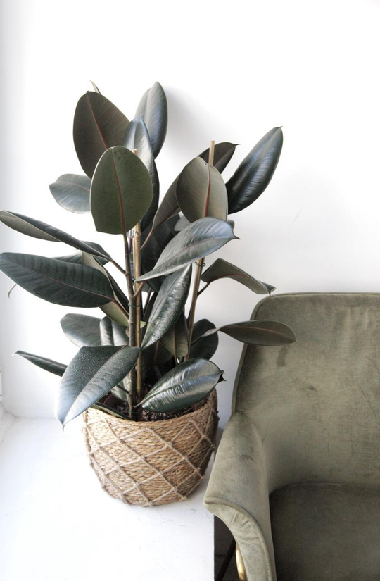 Фикус эластика Абиджан 3 ств