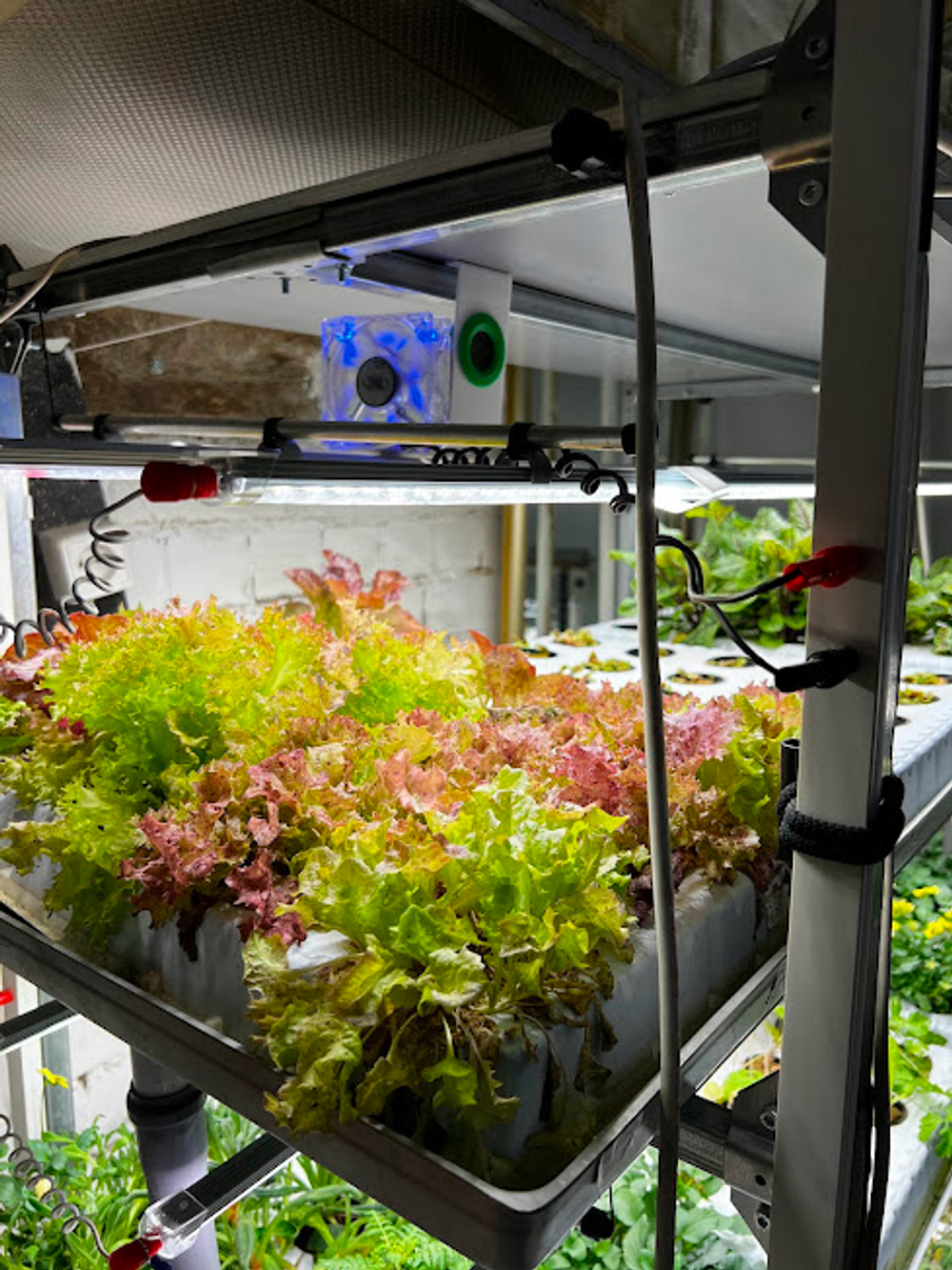 Гидропонная ферма «Лаборатория биолога 3.0» с принадлежностями