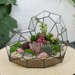 Готовый флорариум с суккулентами Сердце Венеры