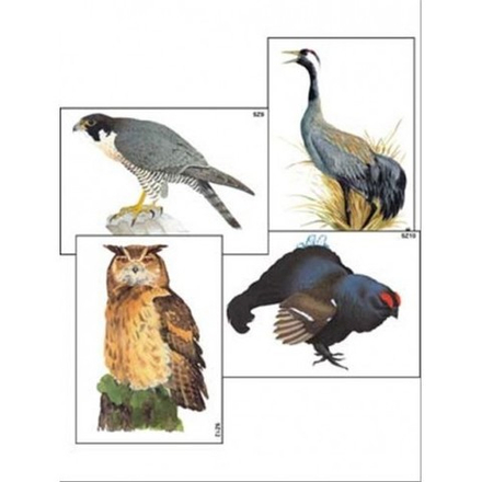 Модель-аппликация "Многообразие хордовых. Птицы" (96 карт)
