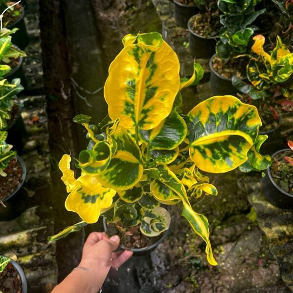 Кротон SOI PAITOON