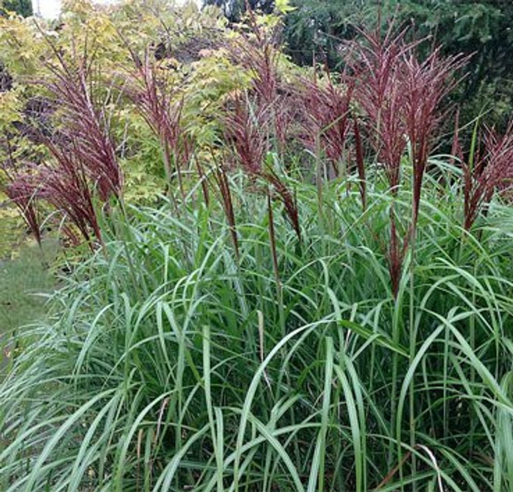 Мискантус китайский &quot;Rotsilber&quot;. Miscanthus sinensis &quot;Rotsilber&quot;.