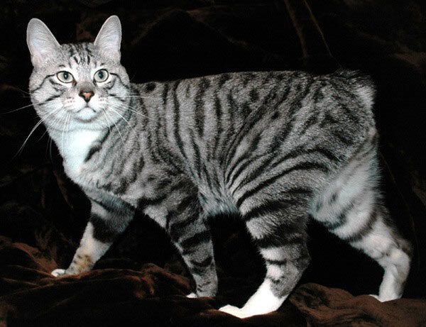 Курильский бобтейл Курильский бобтейл