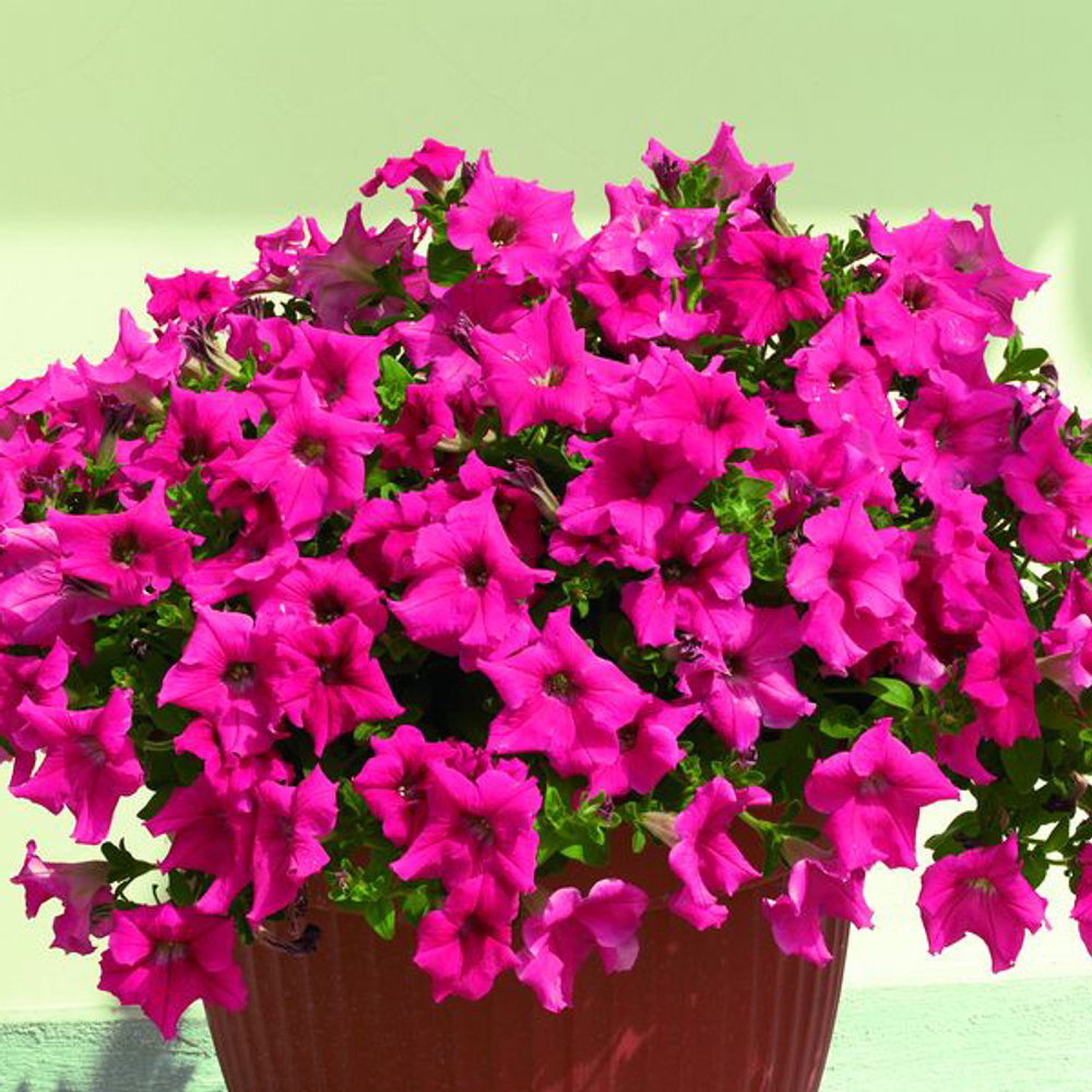 Петуния полуампельная Нивола Дип Роуз F1 (50др) Витагрин Профи