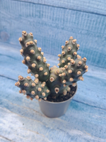 Tephrocactus Molinensis (Тефрокактус)