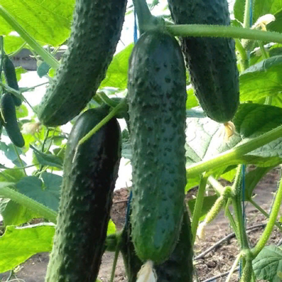 СПИНО F1 семена огурца партенокарпического (Syngenta) цена – фото 2