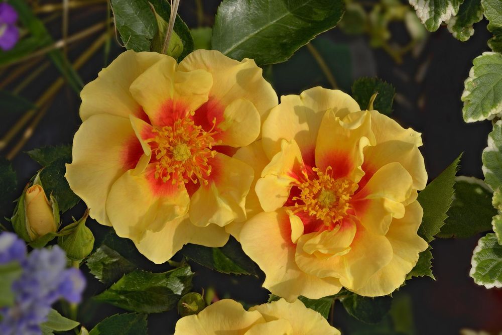 Ай Оф Зе Тайге (Eye Of The Tiger)